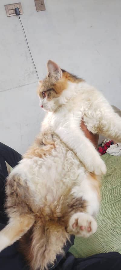 Persian cat for sale ha picks min dekh lin