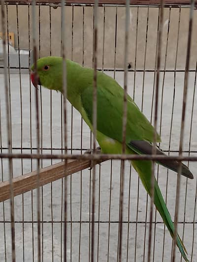 Sale Ringneck