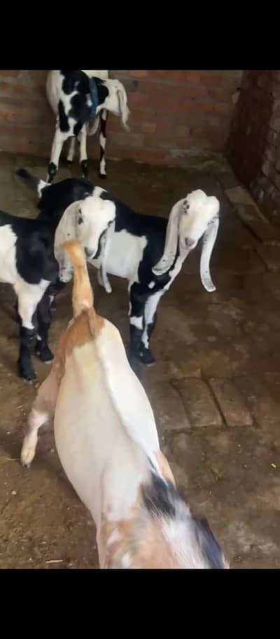2 male 2 female 03066698873