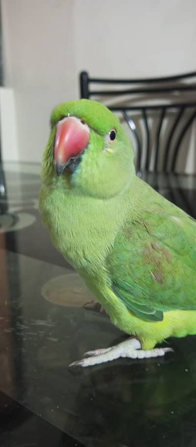 Hand tame talking parrot available for sale