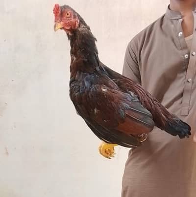High Quality Aseel Breeder Pairs