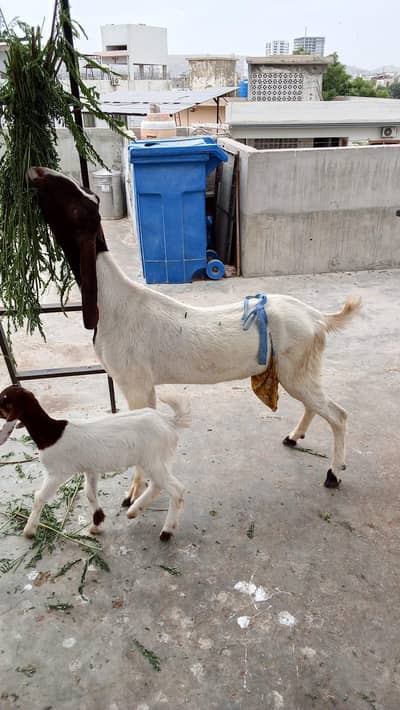 healthy and active bakri with 1 female bacha
