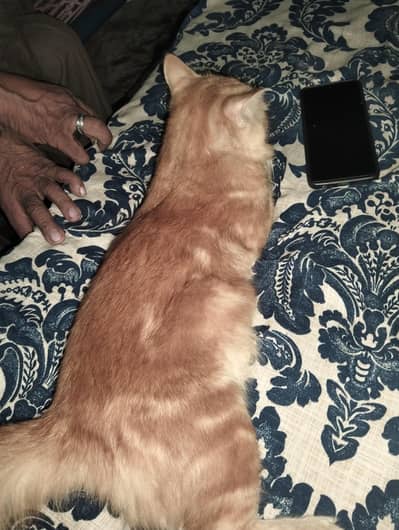 pure parshian male cat 03064412595