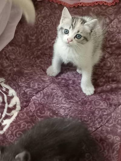 persian kittens for sale