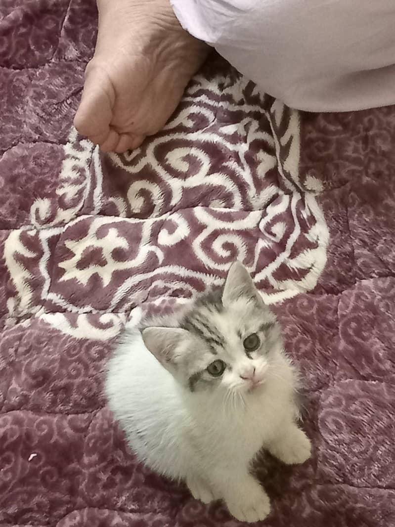 kittens 1