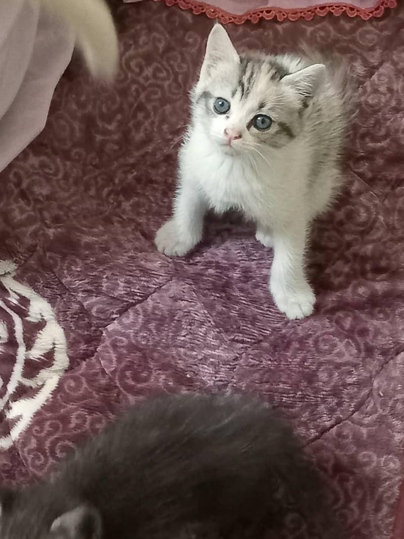 kittens 2