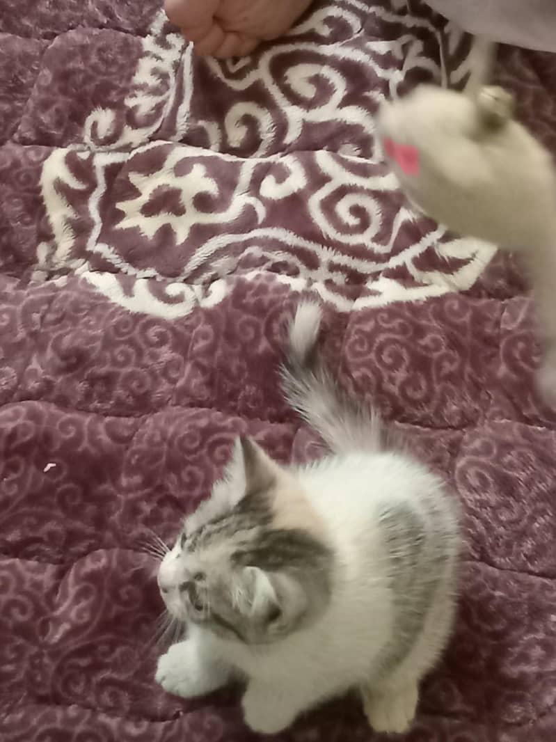 kittens 3