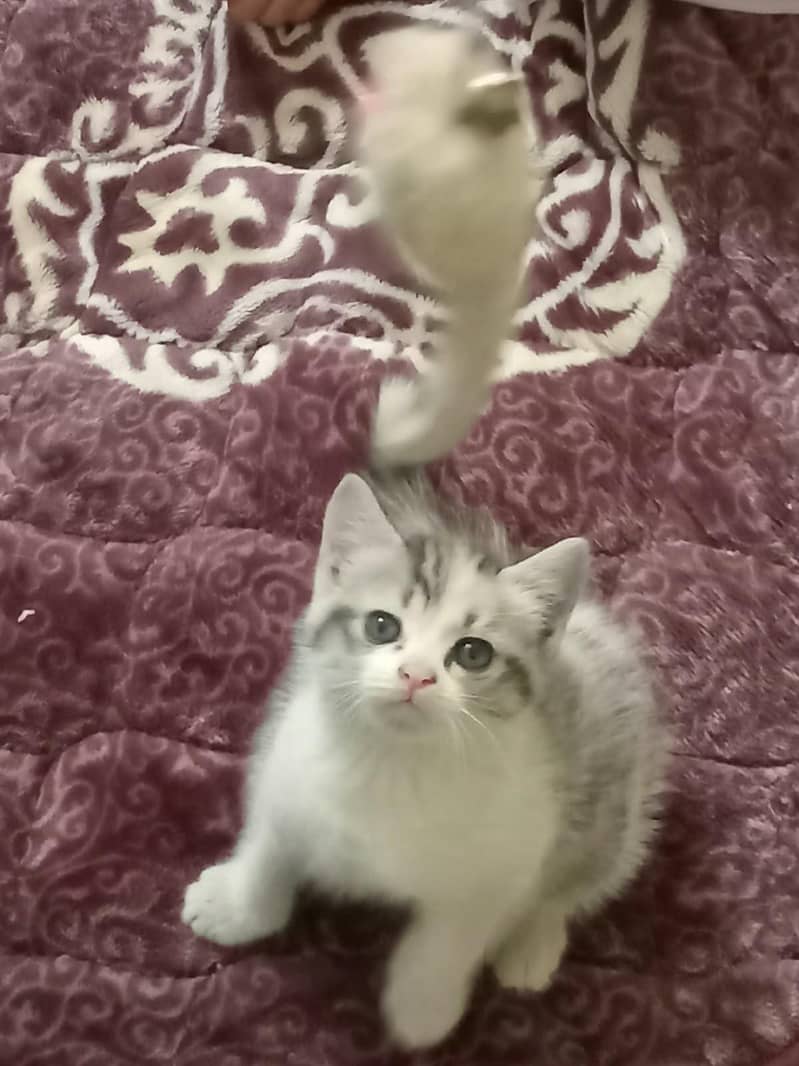 kittens 4
