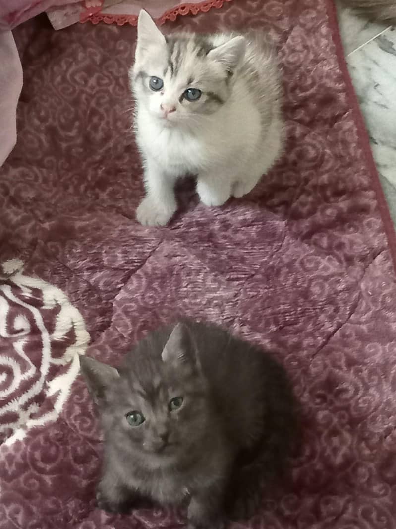 kittens 5