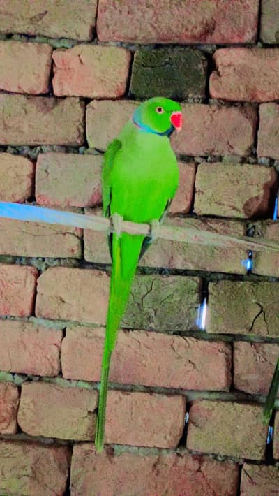 Parrot