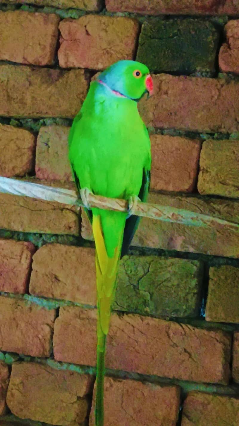 Parrot 1