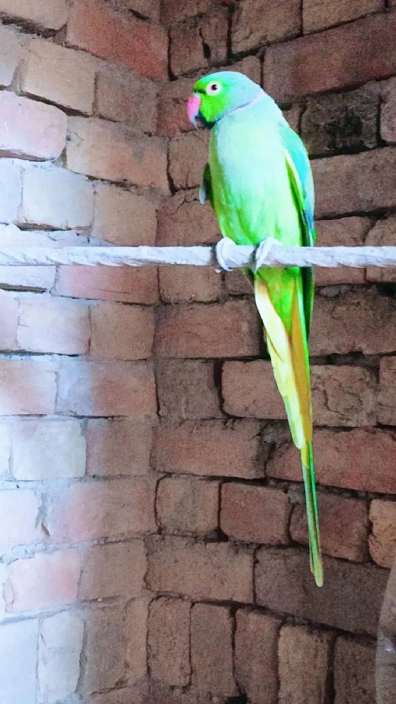 Parrot 2