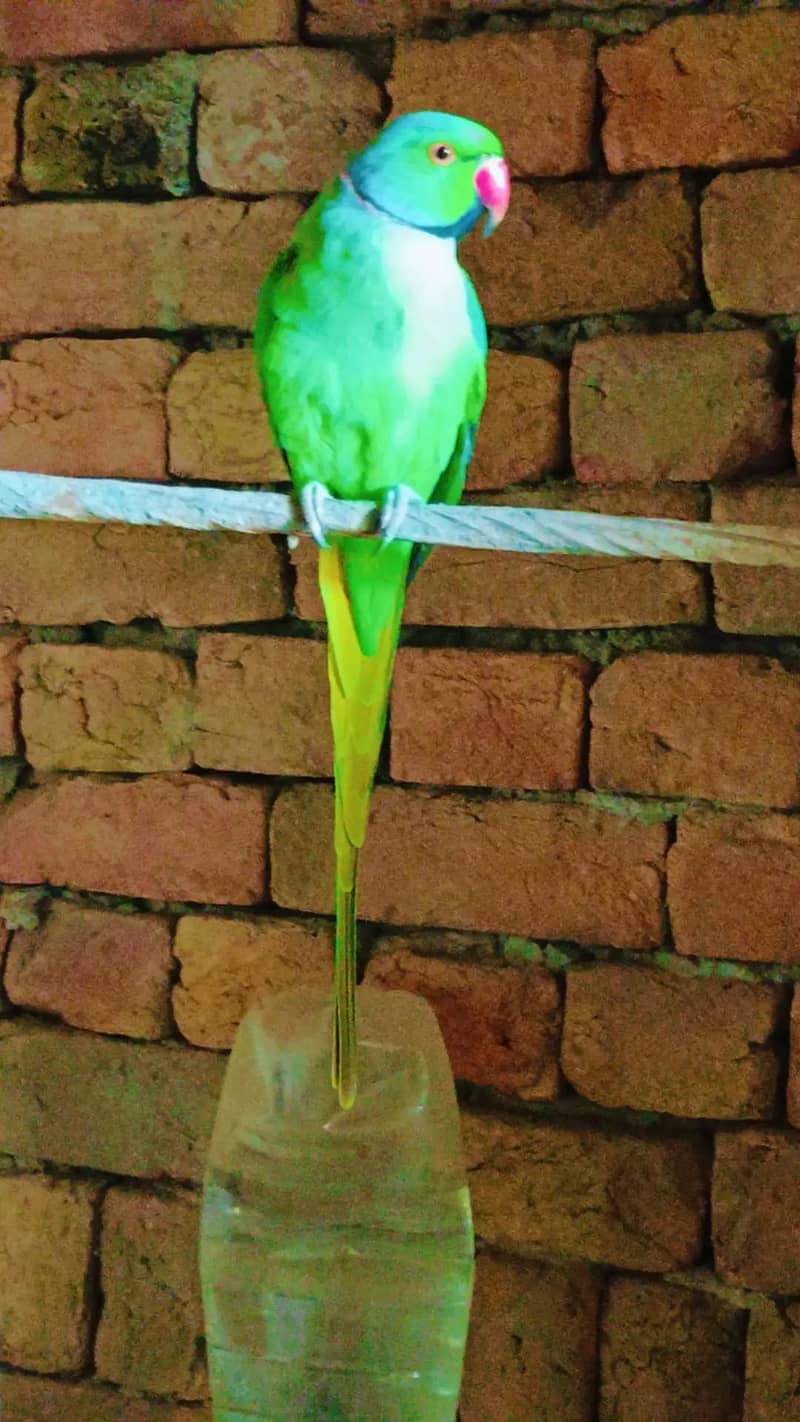Parrot 3