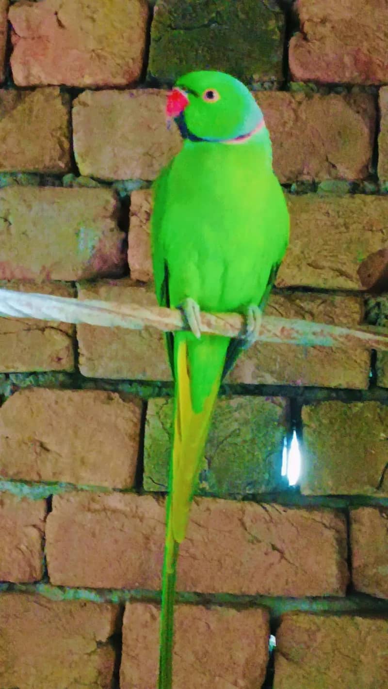 Parrot 4