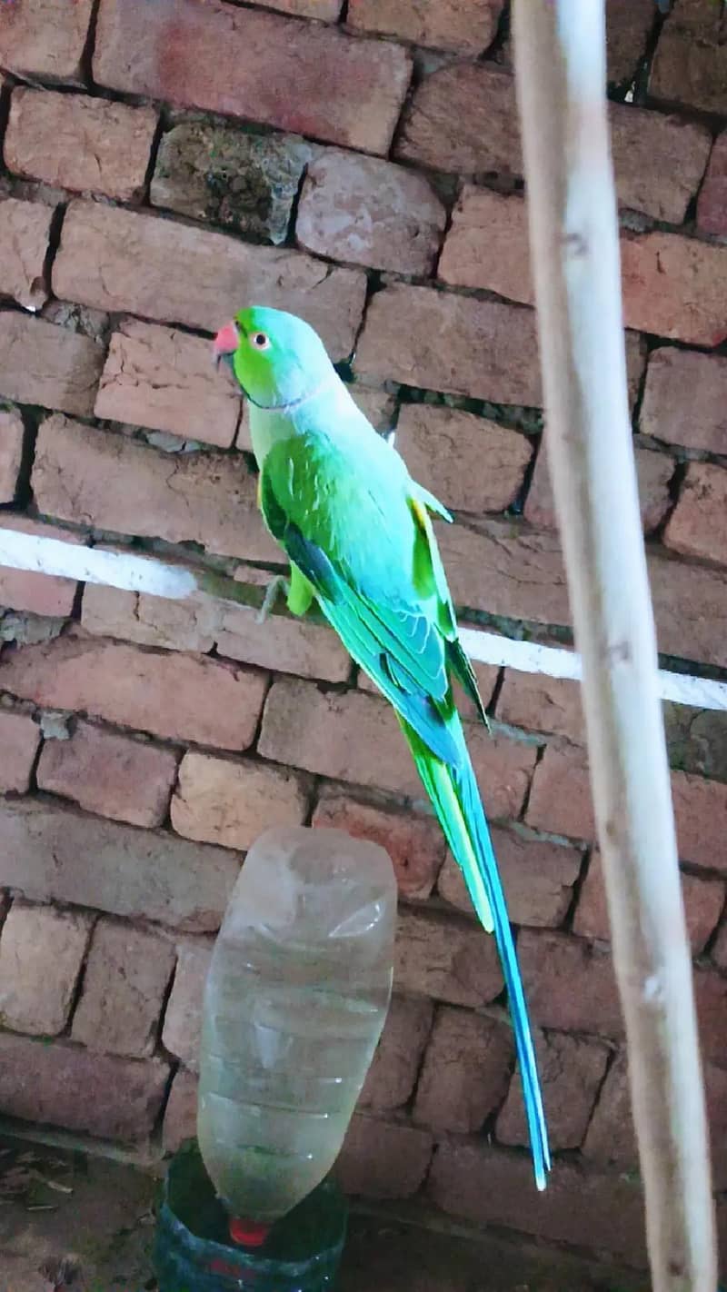 Parrot 5