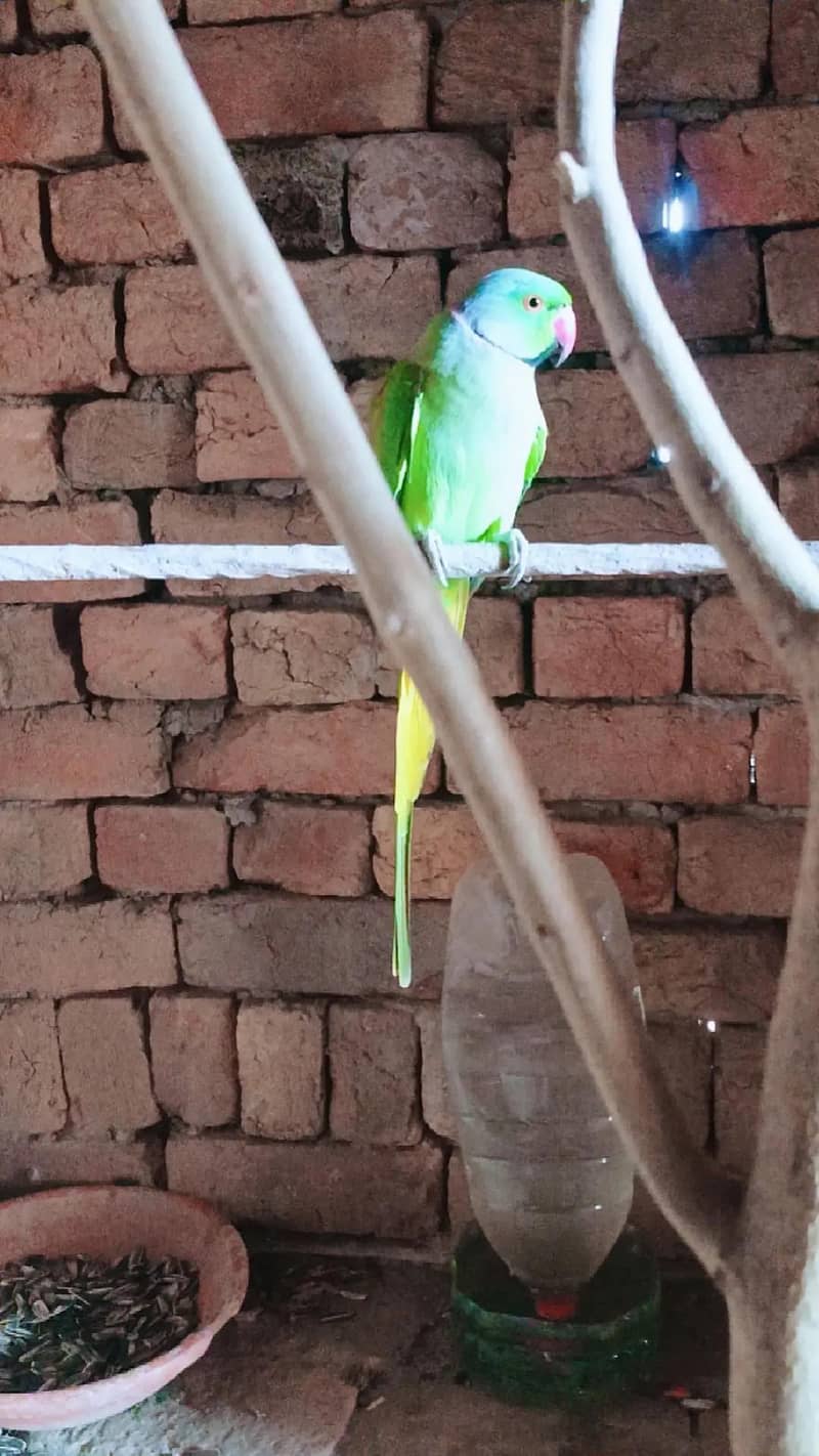 Parrot 6