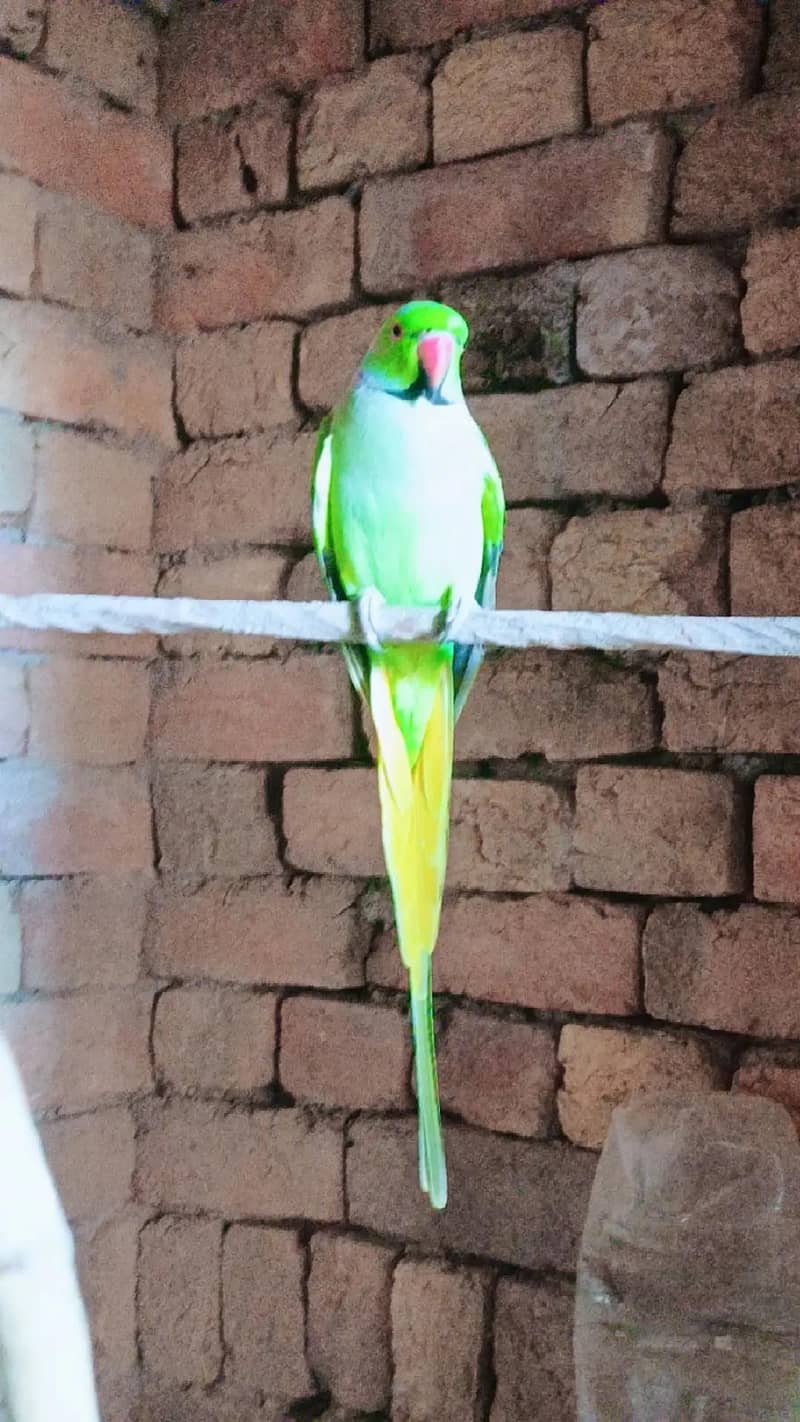 Parrot 7