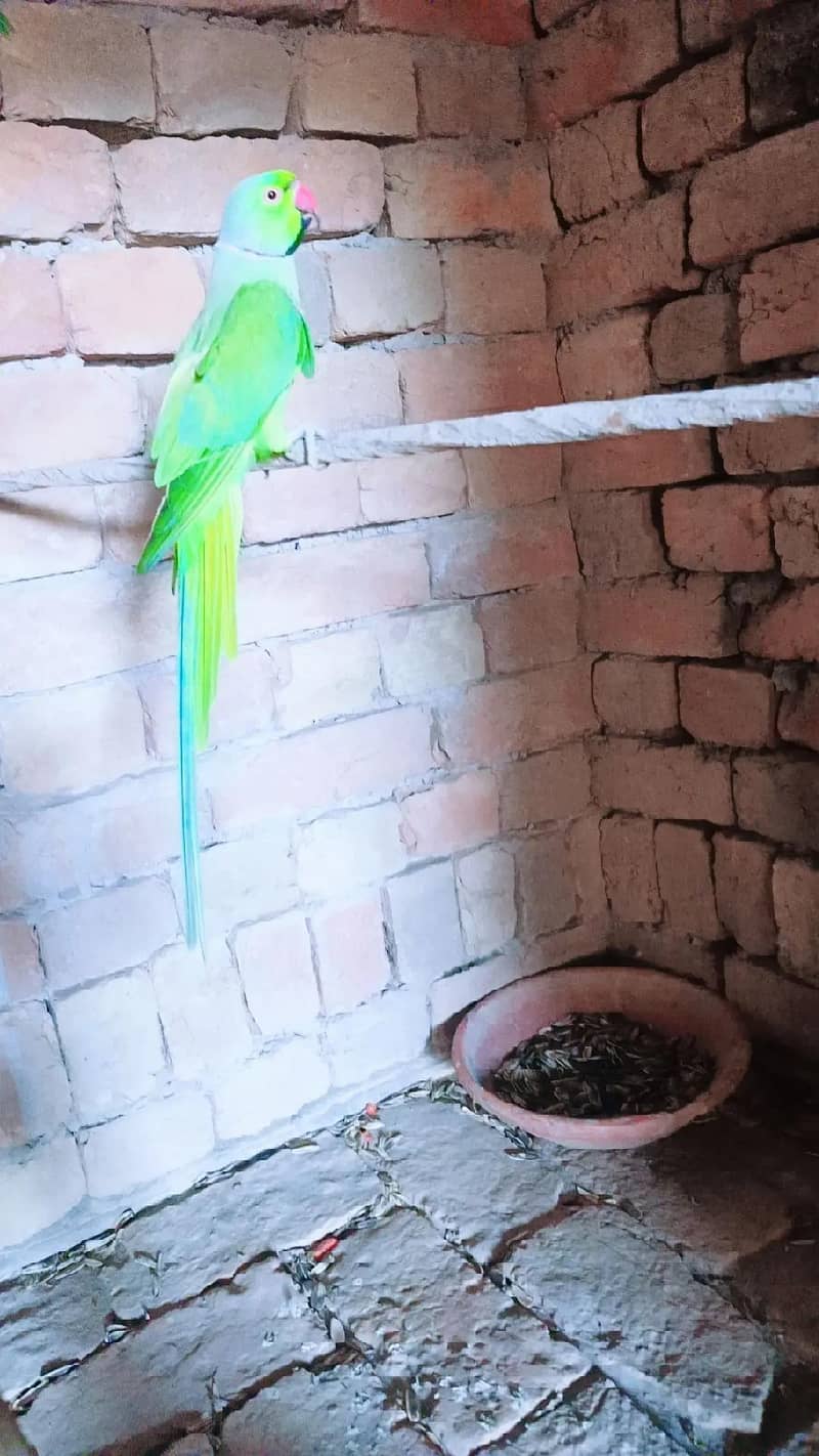Parrot 8