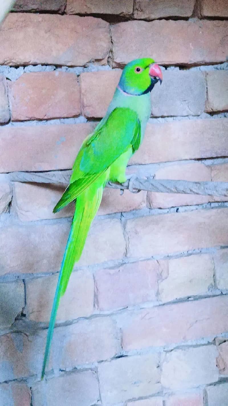 Parrot 9