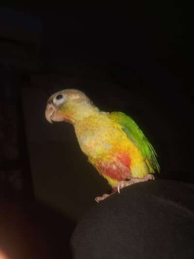 pineapple conure