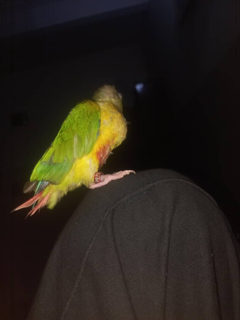 pineapple conure 1