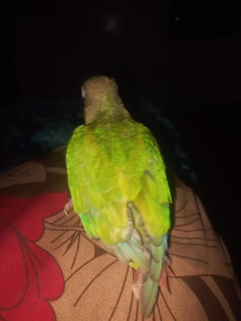 pineapple conure 2
