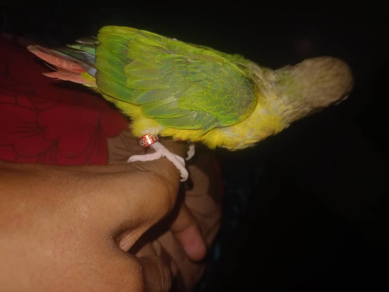 pineapple conure 3