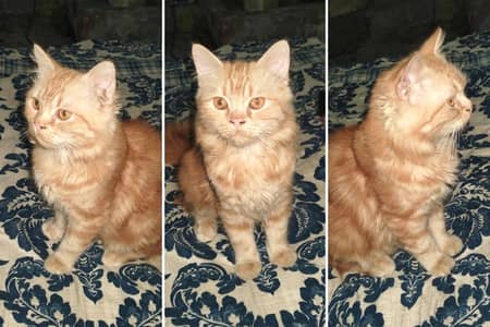 pure parshian male cat 03064412595