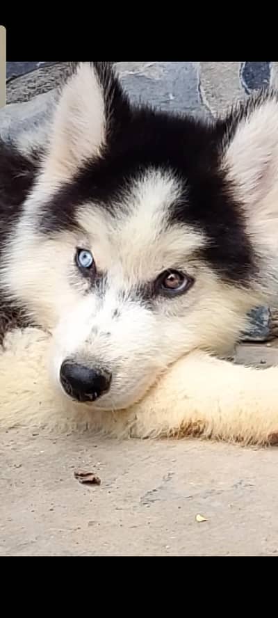wooly cot 5 puppy 0.3. 1.4. 3277727