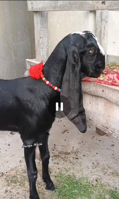 Pure Quality Ka Beetal Bacha full qualiti