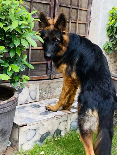 Top quality German Shepherd 6 months female puppy full Vaccinated