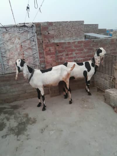 Gabhan jori