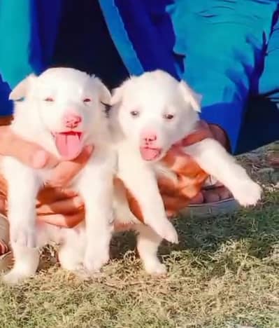 pure Russian puppies pair pink nose blue eyes zero size long caot