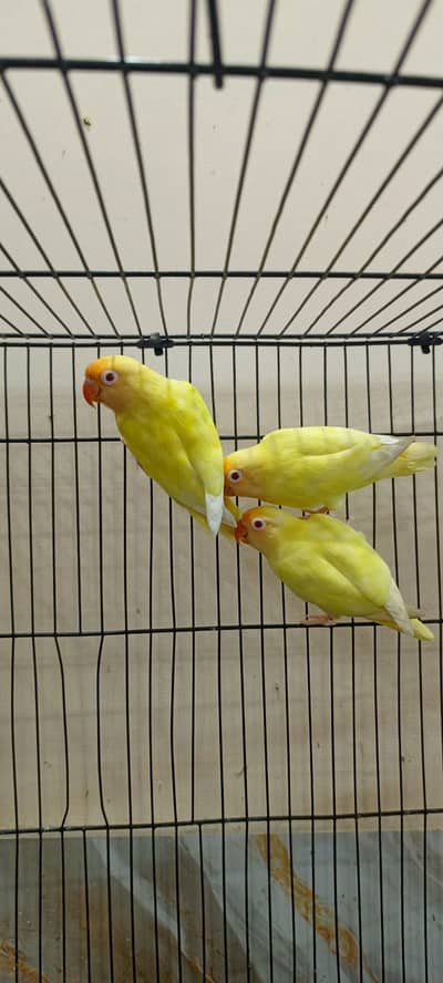 Cremino Love Birds For Sale