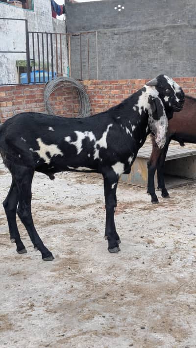 breder quality male bakra|GOAT|male|bakra|betal|