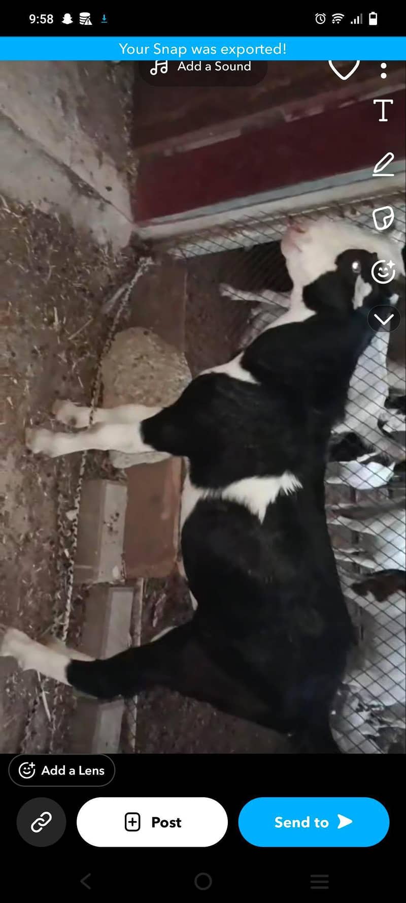 teddy Bakra 0