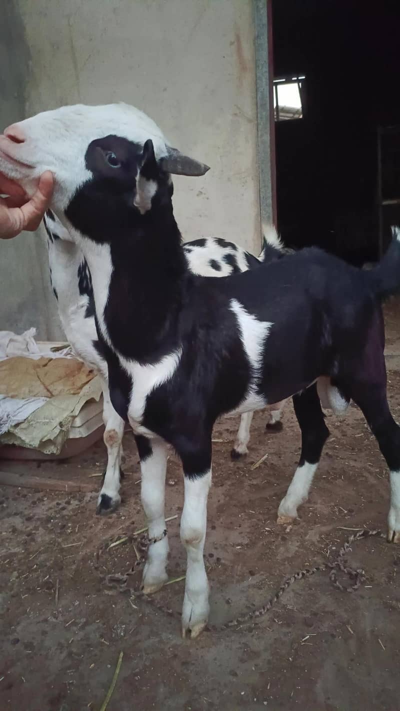 teddy Bakra 1