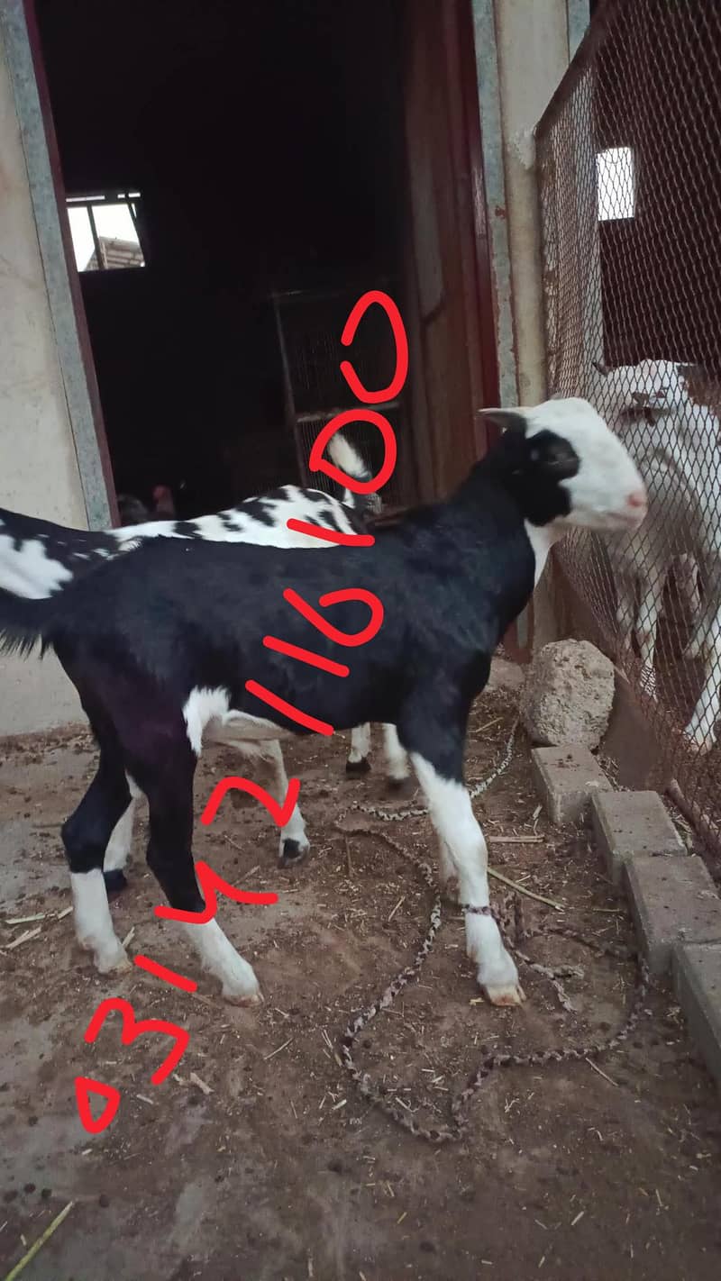 teddy Bakra 2