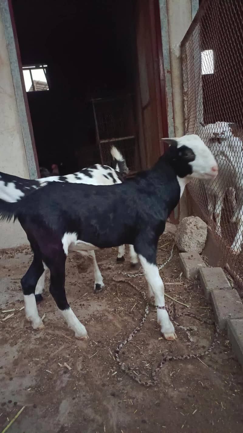 teddy Bakra 3