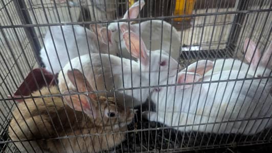 beautiful 5 different color rabbits
