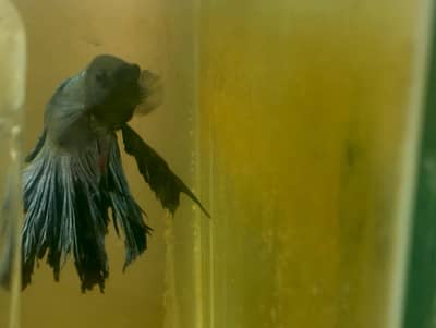 full moon Betta
