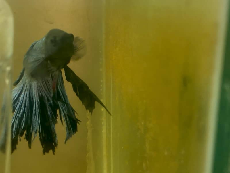 full moon Betta 0