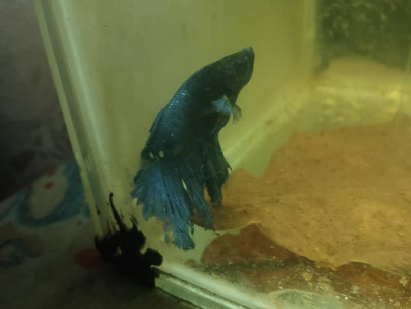 full moon Betta 1