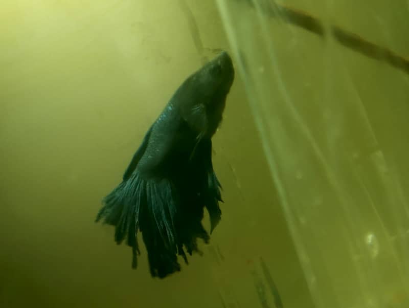 full moon Betta 2