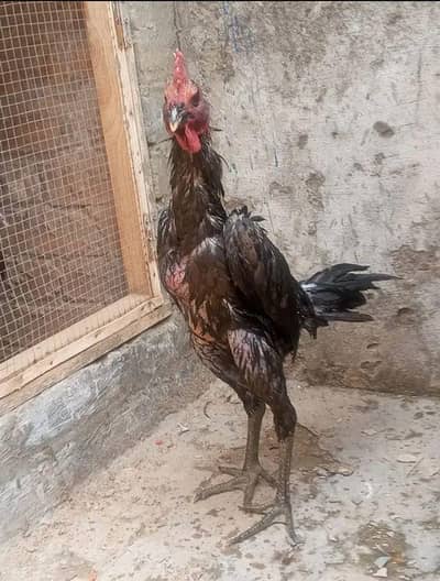 aseel | Dragon | thai | Burmi | Pakoya | panas |All imported breeds