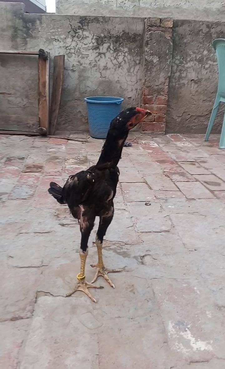 aseel | Dragon | thai | Burmi | Pakoya | panas |All imported breeds ...