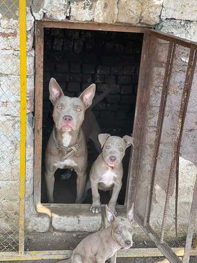 Whatsapp only 03175870172/American Pitbull Puppy|For Sale