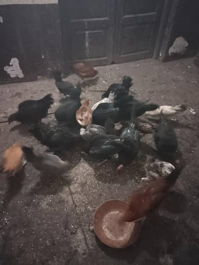 astrolop birds for sale