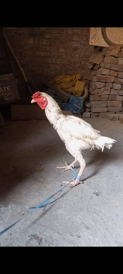 Pakistan