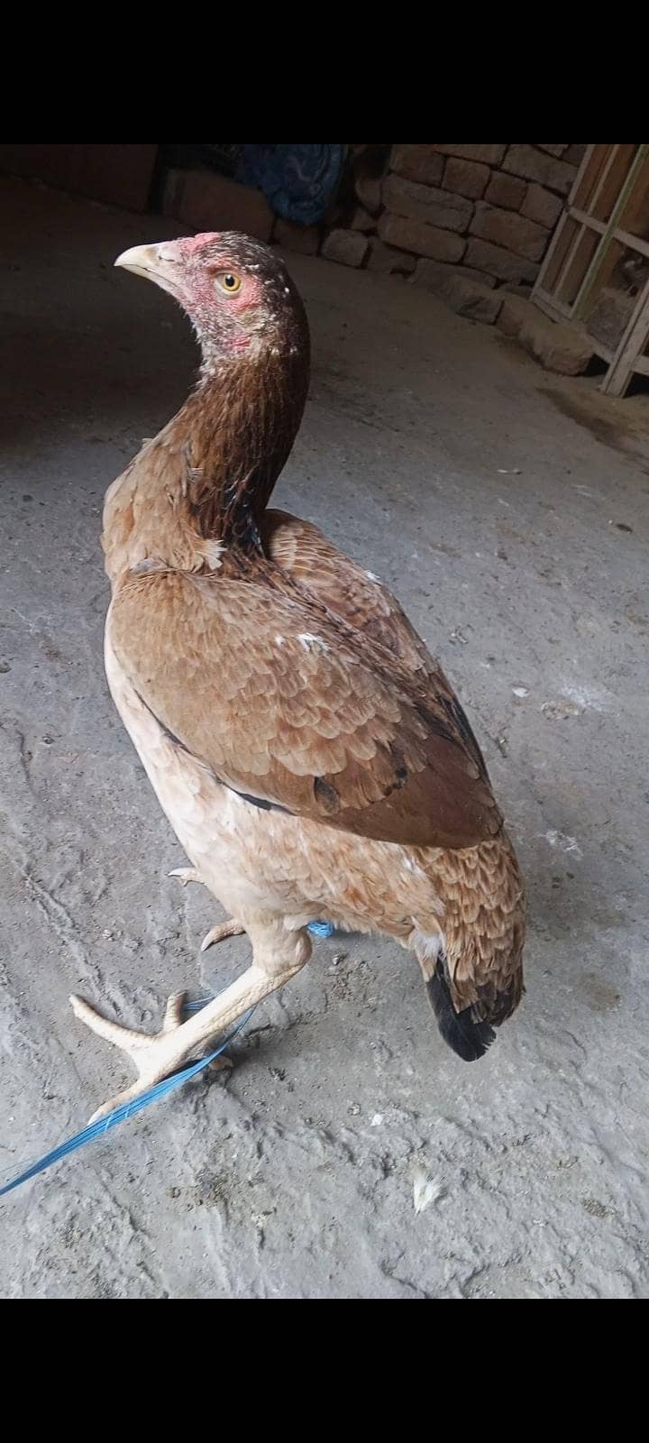 Pakistan 1